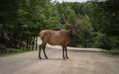 Late cycle: don’t be a ‘deer in the headlights’